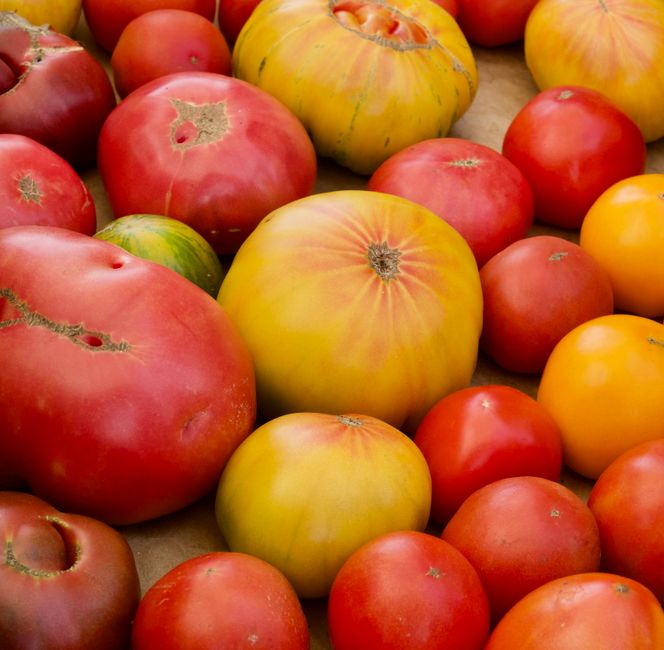 An assortment of various tomatoes displayed on a flat surface, including large beefsteak varieties with smooth, slightly blemished red and greenish-yellow skin, small cherry tomatoes in bright red and yellow hues with glossy surfaces, and medium-sized heirloom tomatoes exhibiting a mix of colors with some cracks and scars on their skins. The tomatoes vary in shape from round to slightly flattened, and some have thick, textured skin while others are more delicate with a shiny finish. The image captures the natural arrangement of the produce, with some tomatoes stacked or leaning against each other, set against a neutral, slightly textured background that suggests a market or farm stand setting. The lighting is soft and even, highlighting the vibrant colors and subtle textures of the tomatoes, emphasizing their freshness. This detailed visual focuses on the quality and variety of tomatoes often handled in independent waste or rubbish removal services when clearing food-related waste from markets or food outlets, such as those provided by Rubbish Removal Acton, for safe disposal or recycling.